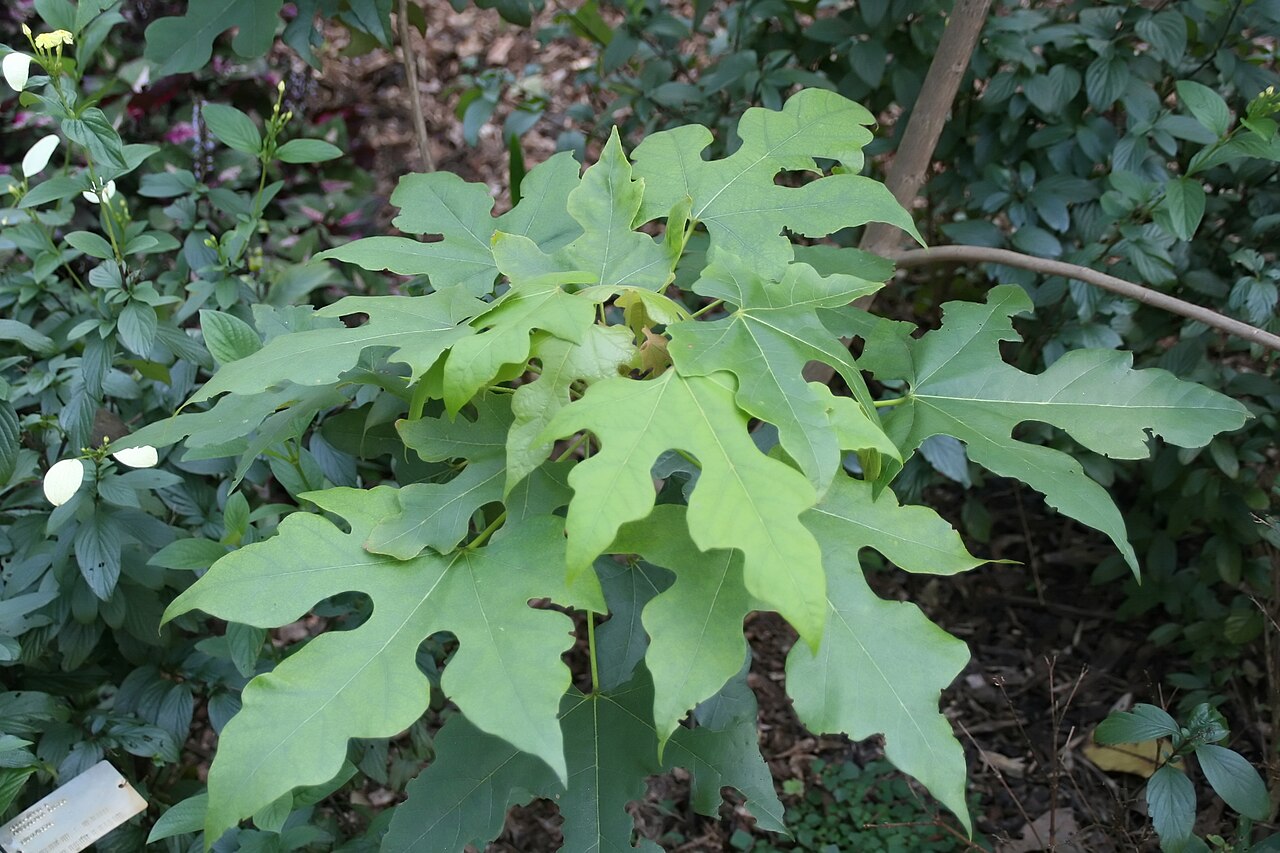 Brachychiton excellens
