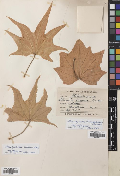 Brachychiton fitzgeraldianus