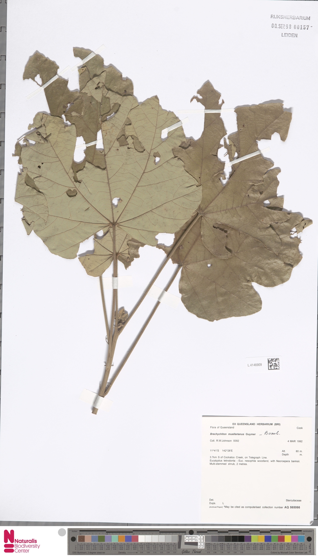 Brachychiton muellerianus