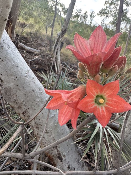 Brachychiton spectabilis