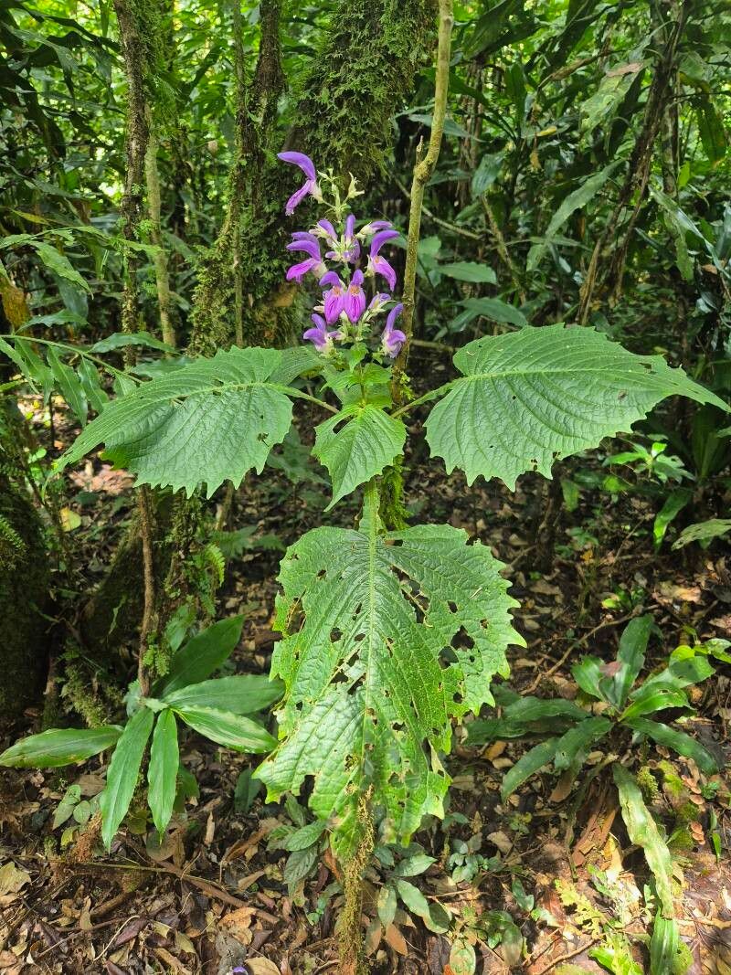 Brillantaisia cicatricosa