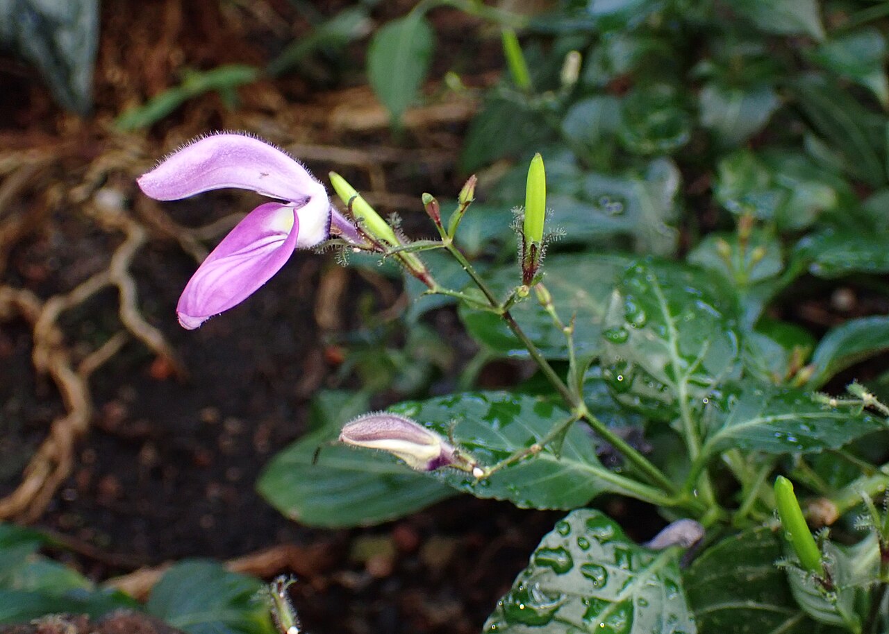 Brillantaisia vogeliana