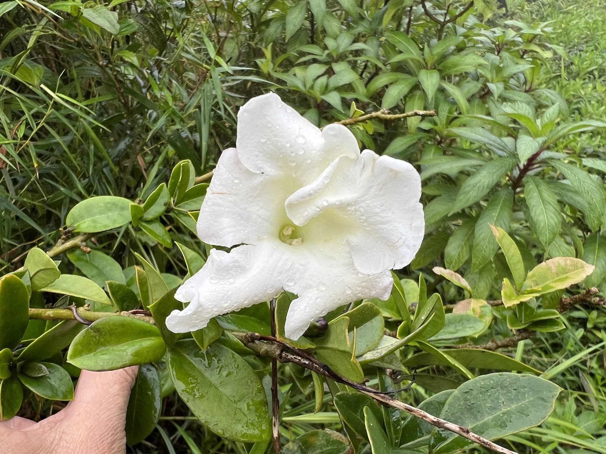 Brunfelsia lactea