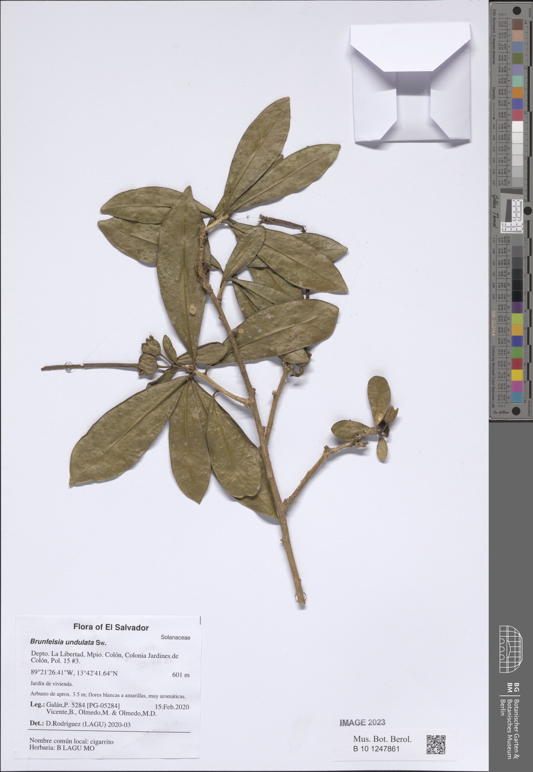 Brunfelsia undulata