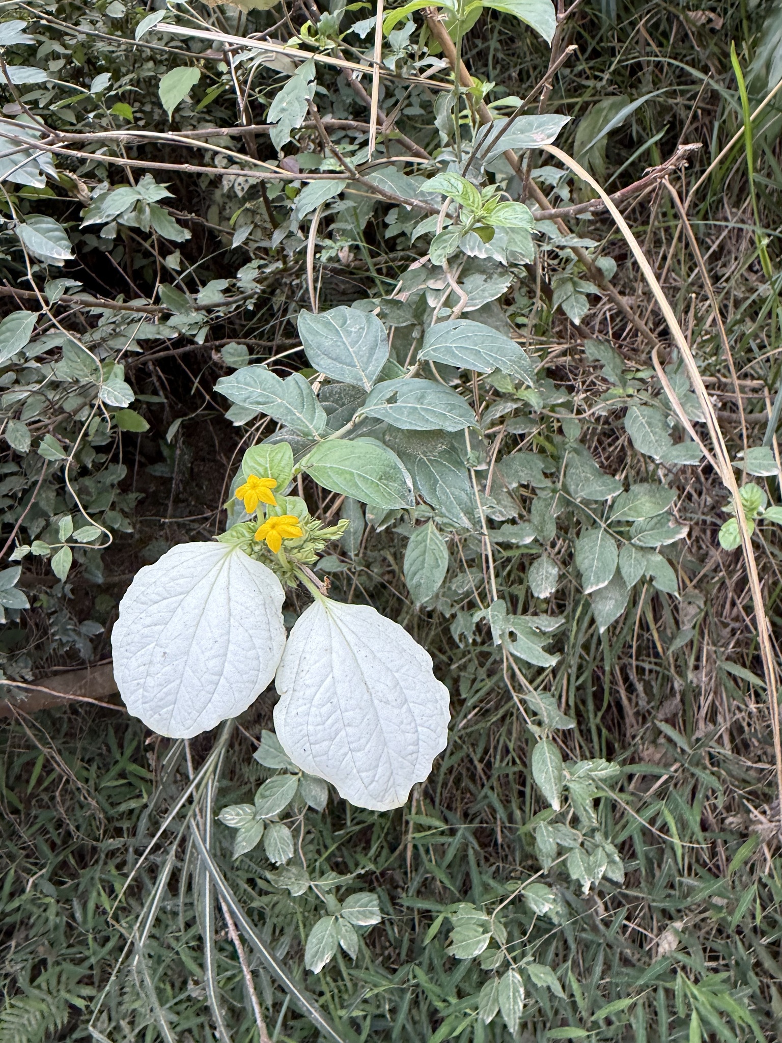 Bướm bạc lông