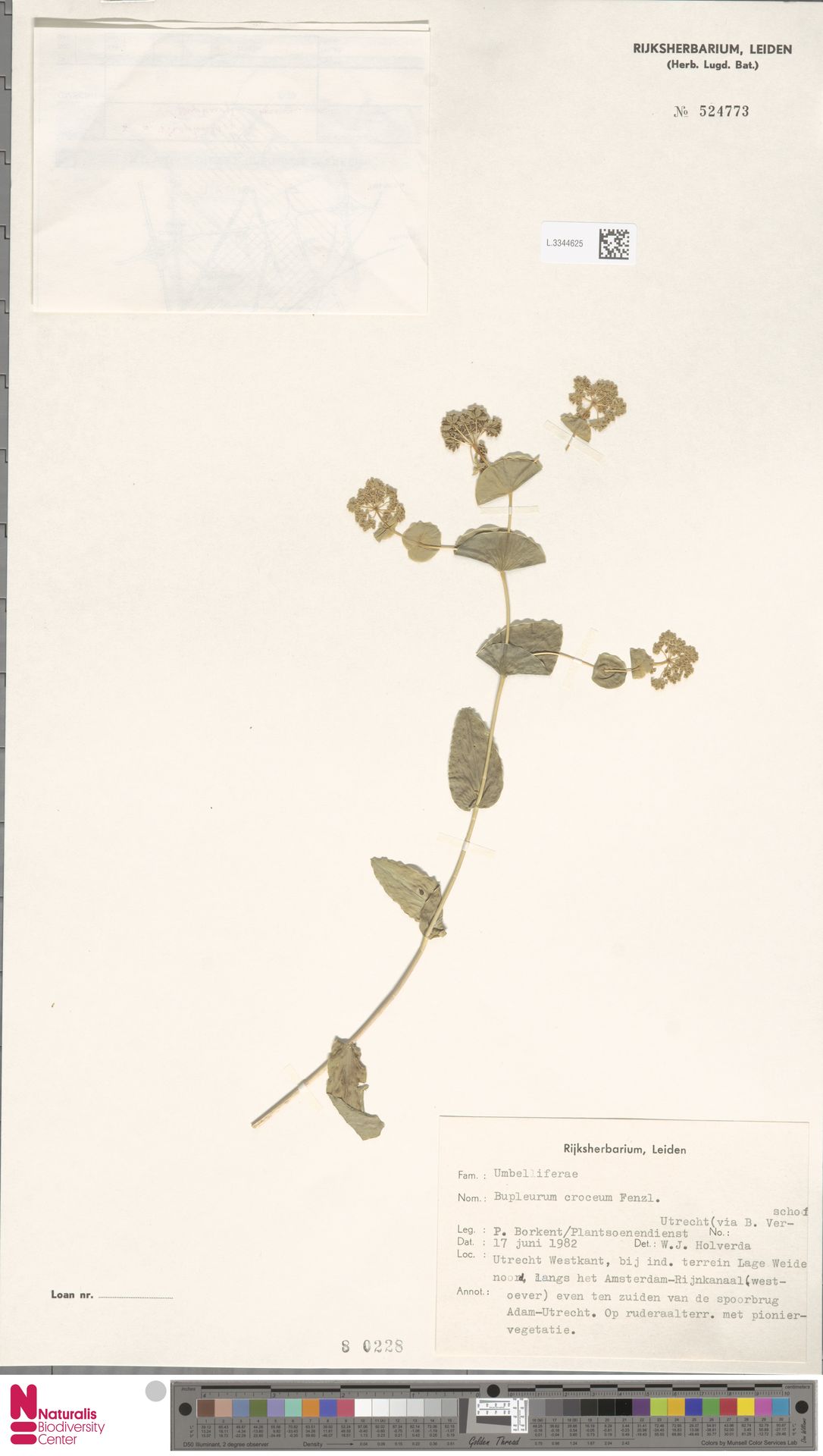 Bupleurum croceum