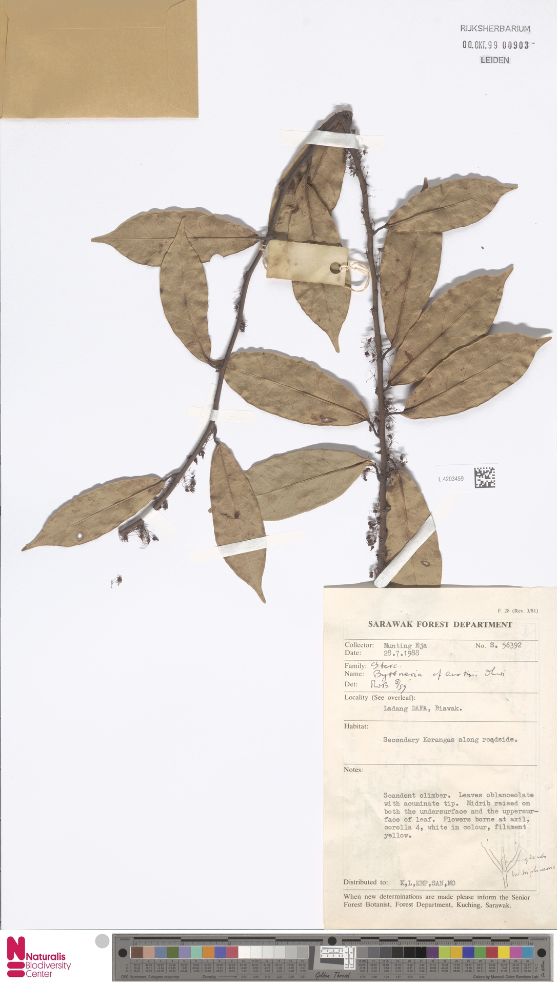 Byttneria curtisii