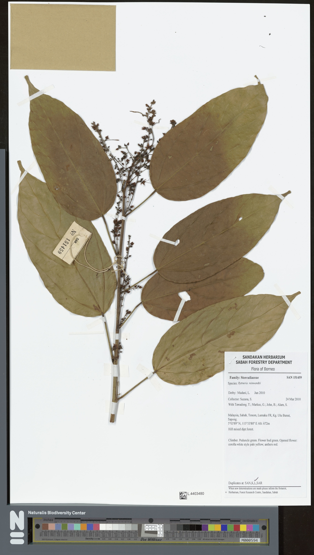 Byttneria reinwardtii