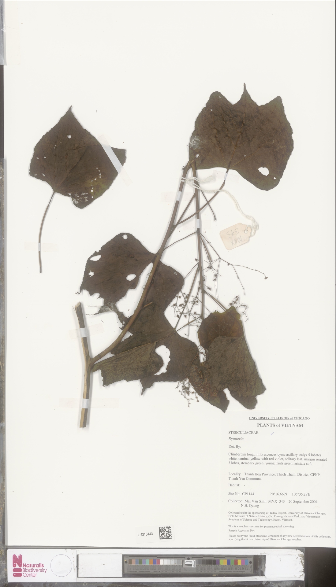Byttneria tortilis