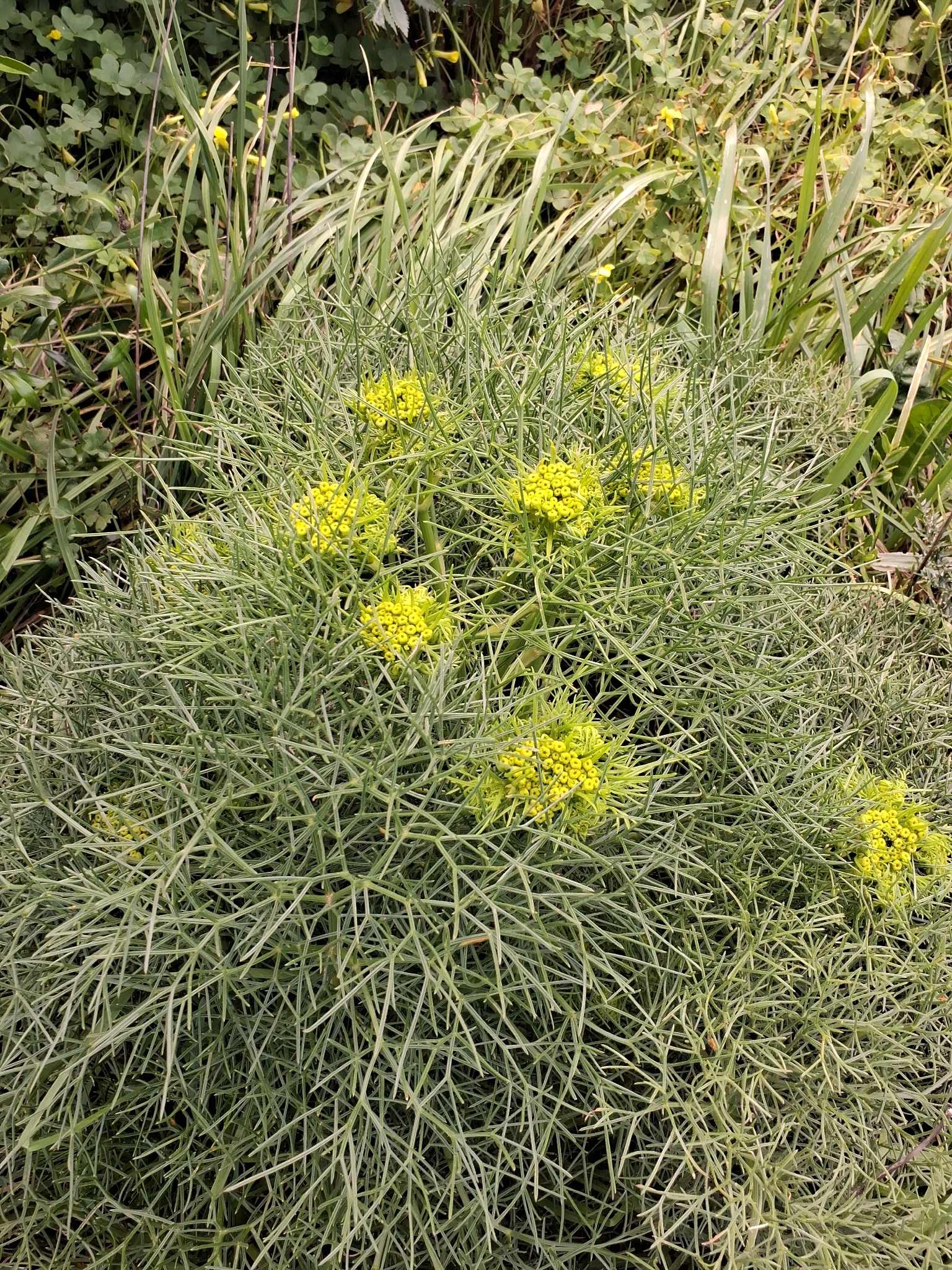 Cachrys libanotis