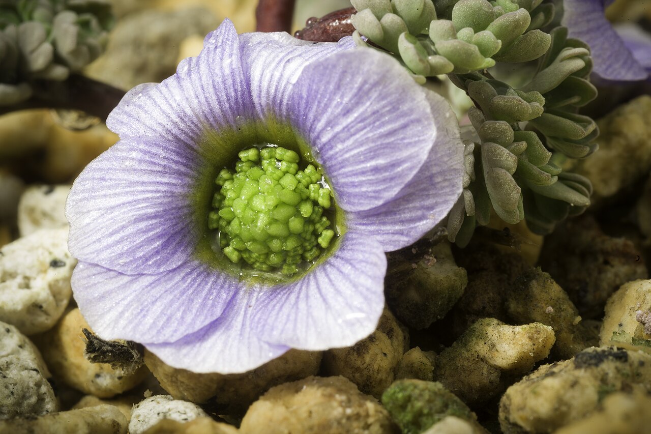 Callianthemum farreri
