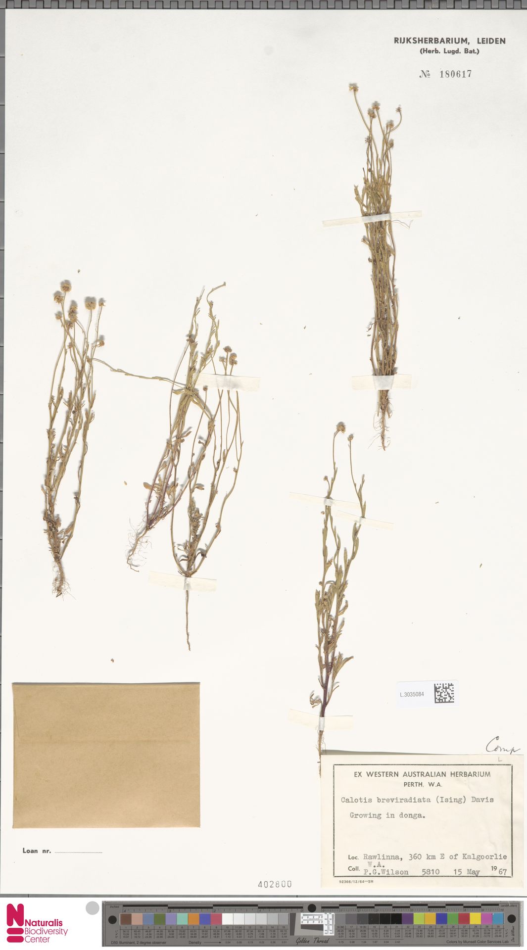 Calotis breviradiata