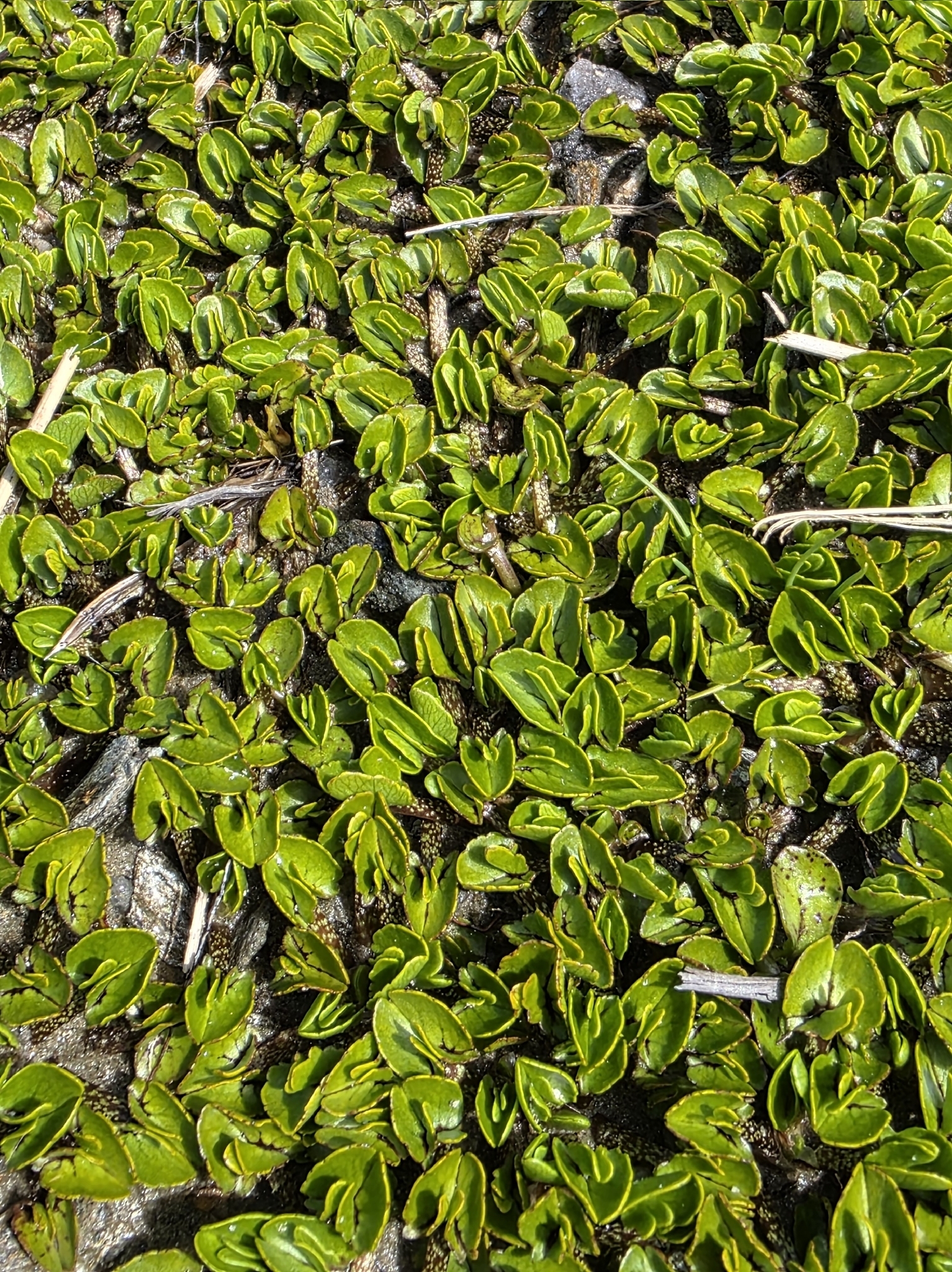 Caltha obtusa