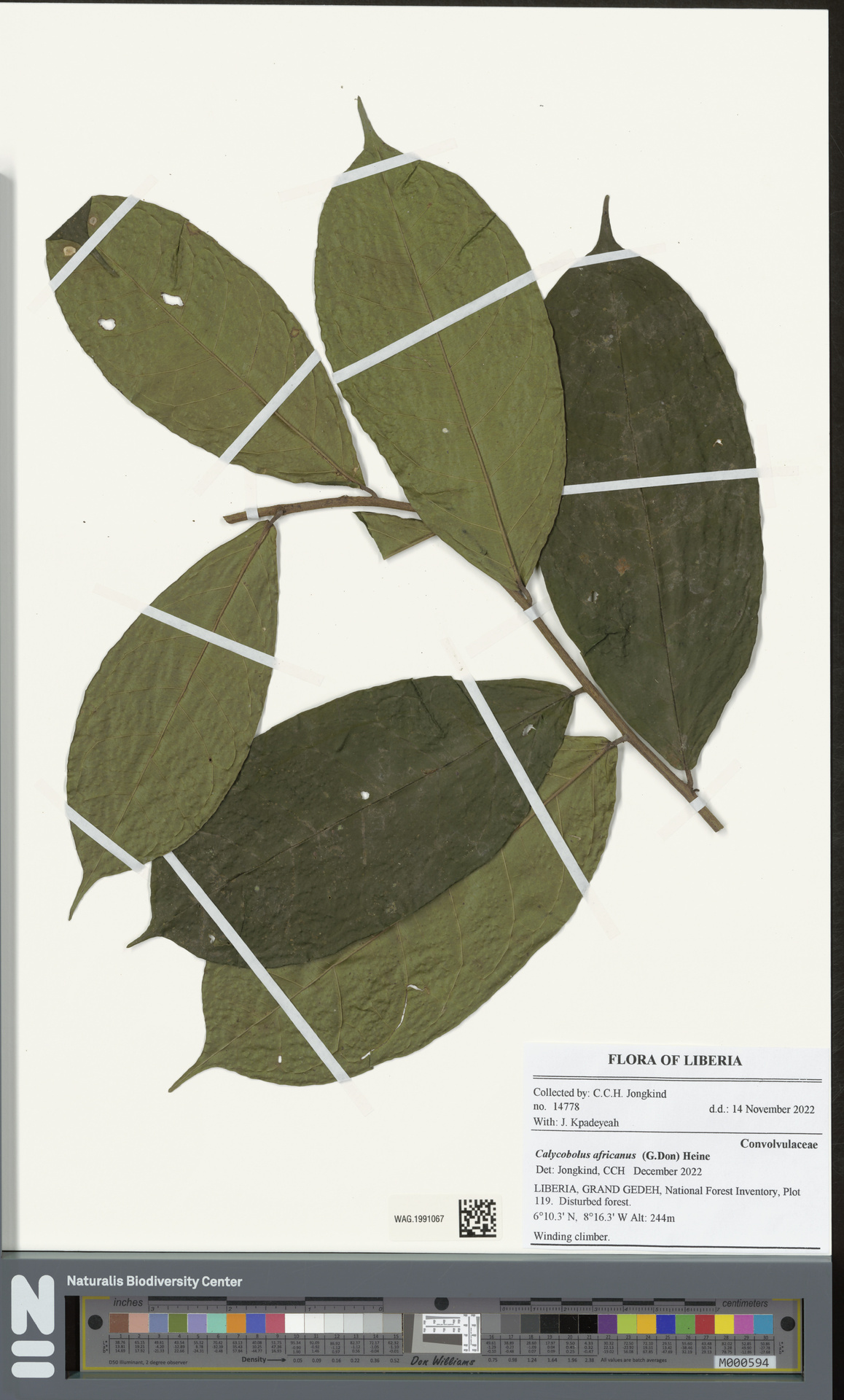 Calycobolus africanus