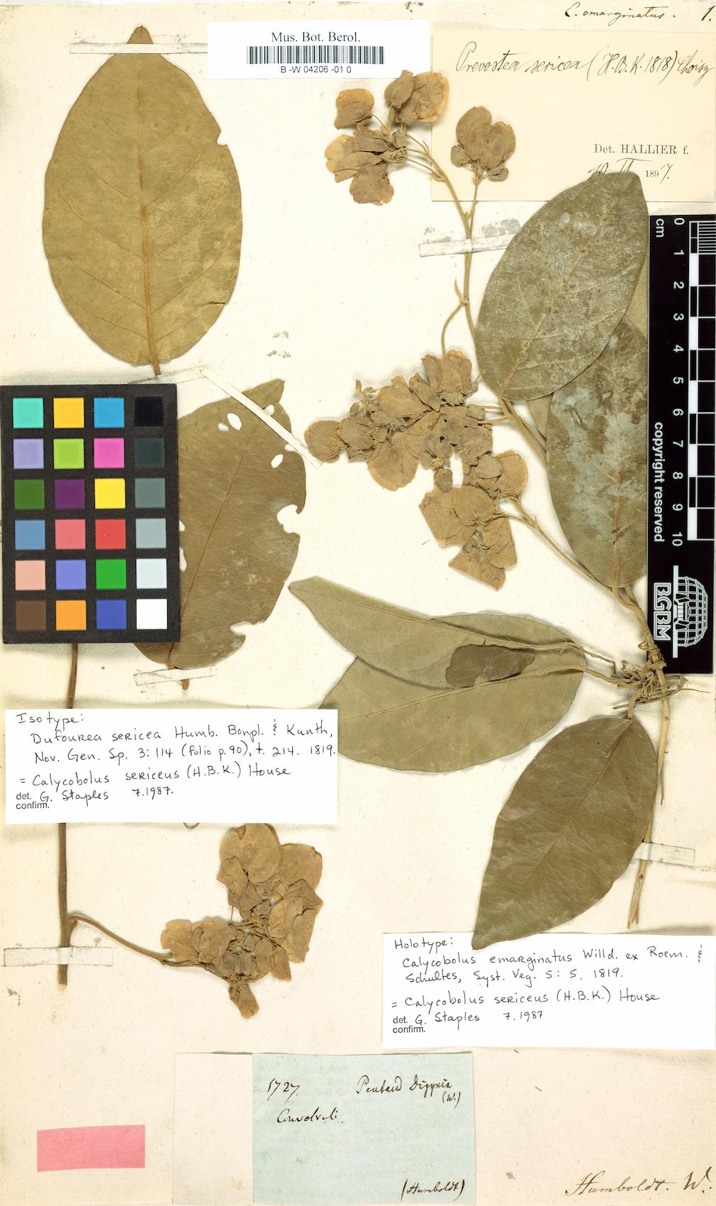 Calycobolus emarginatus