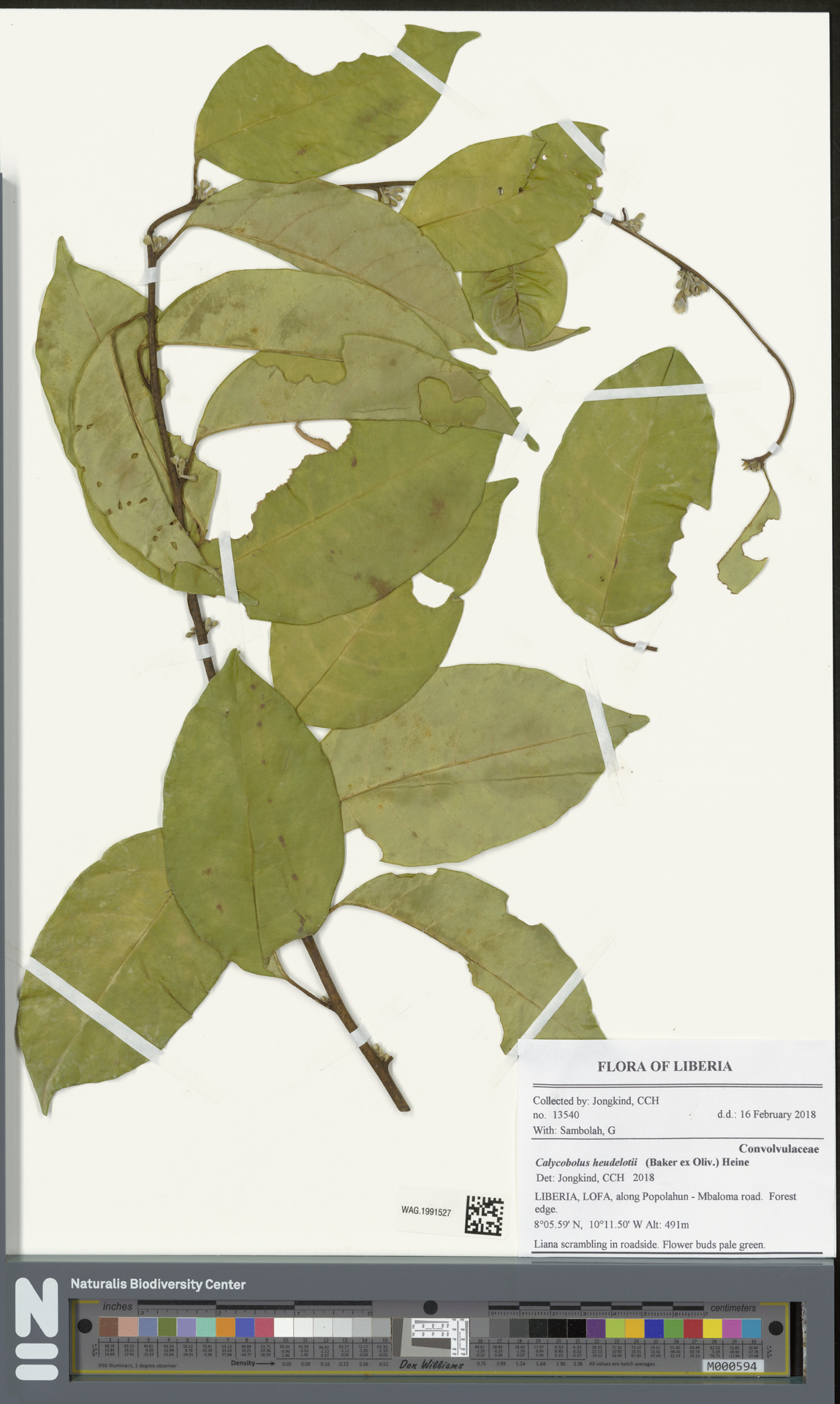 Calycobolus heudelotii