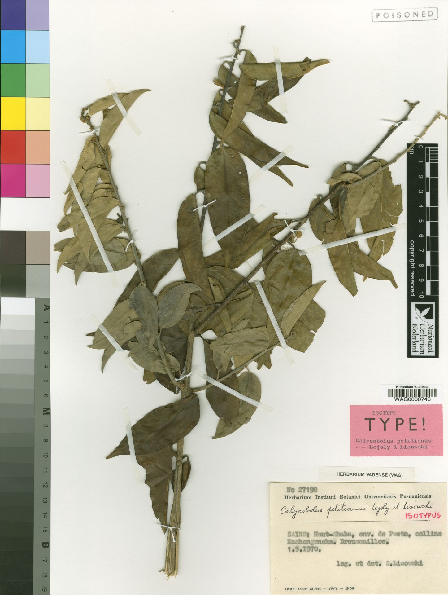 Calycobolus petitianus