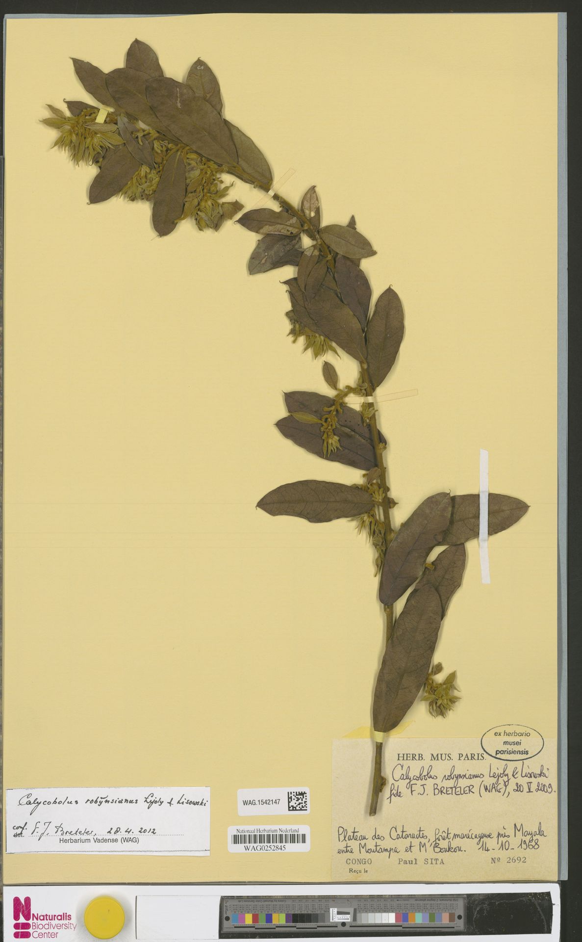 Calycobolus robynsianus