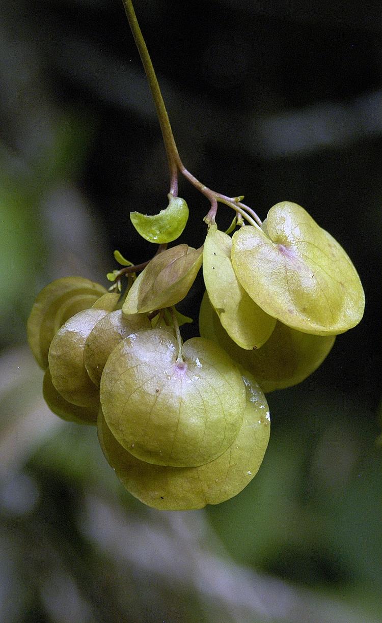 Calycobolus sericeus