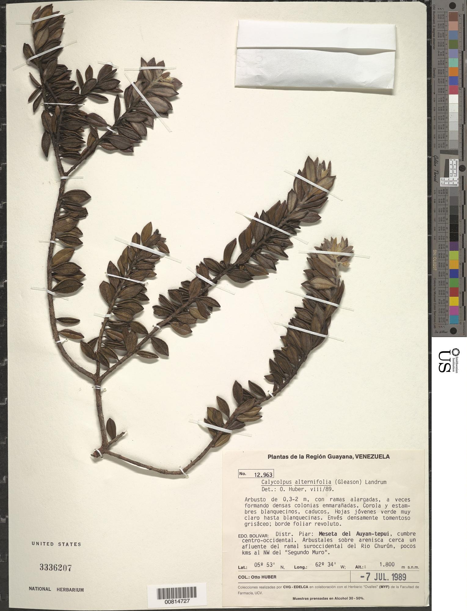 Calycolpus alternifolius