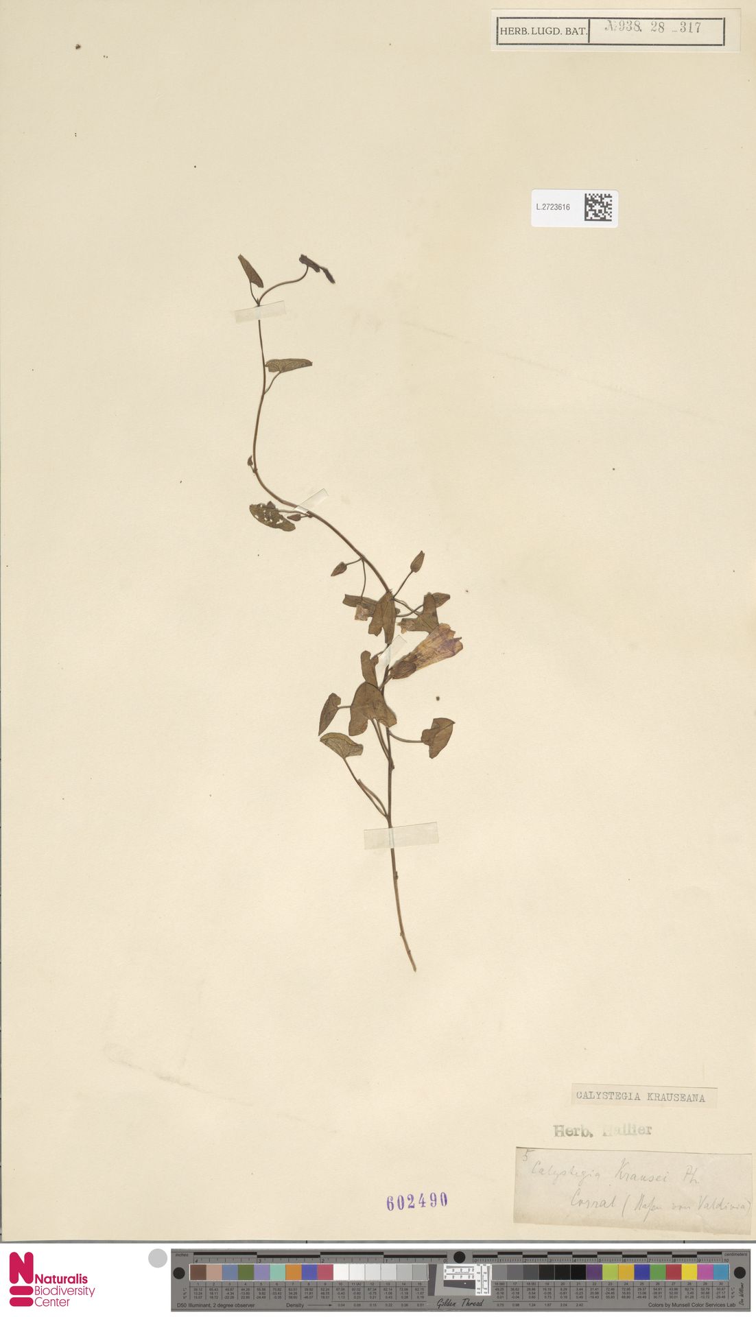 Calystegia krauseana