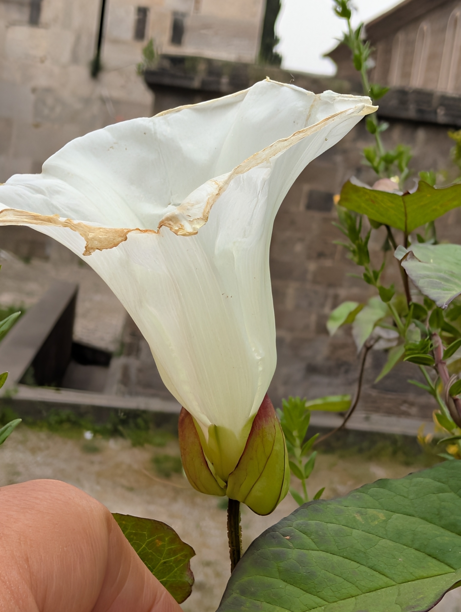 Calystegia lucana