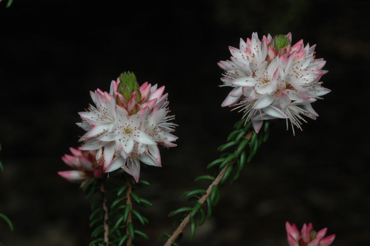 Calytrix alpestris