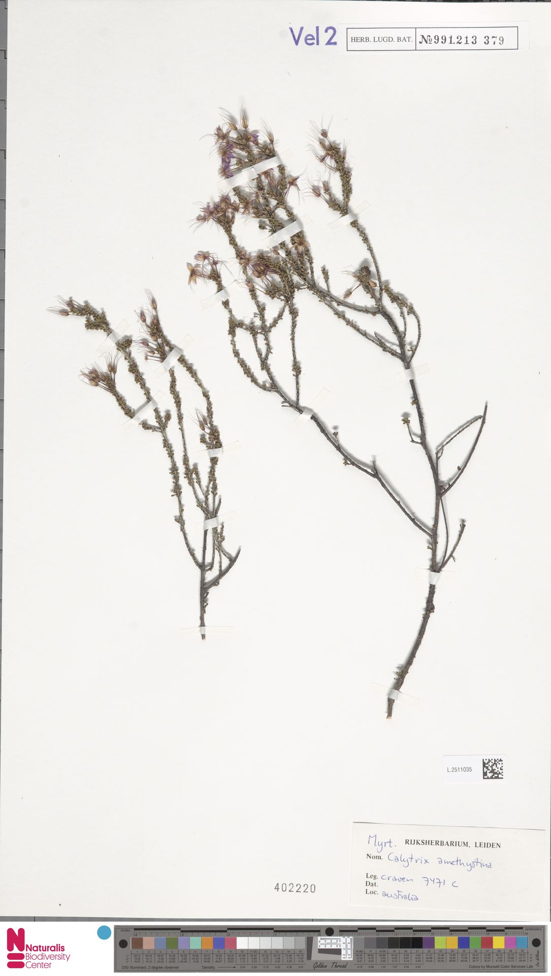 Calytrix amethystina