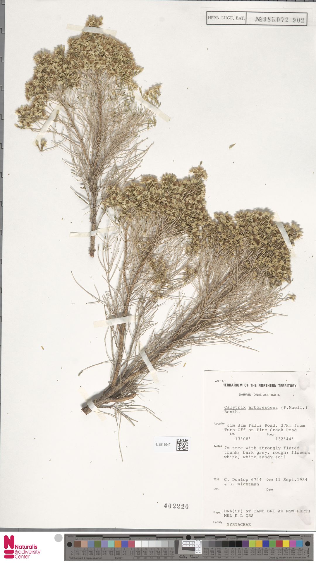 Calytrix arborescens