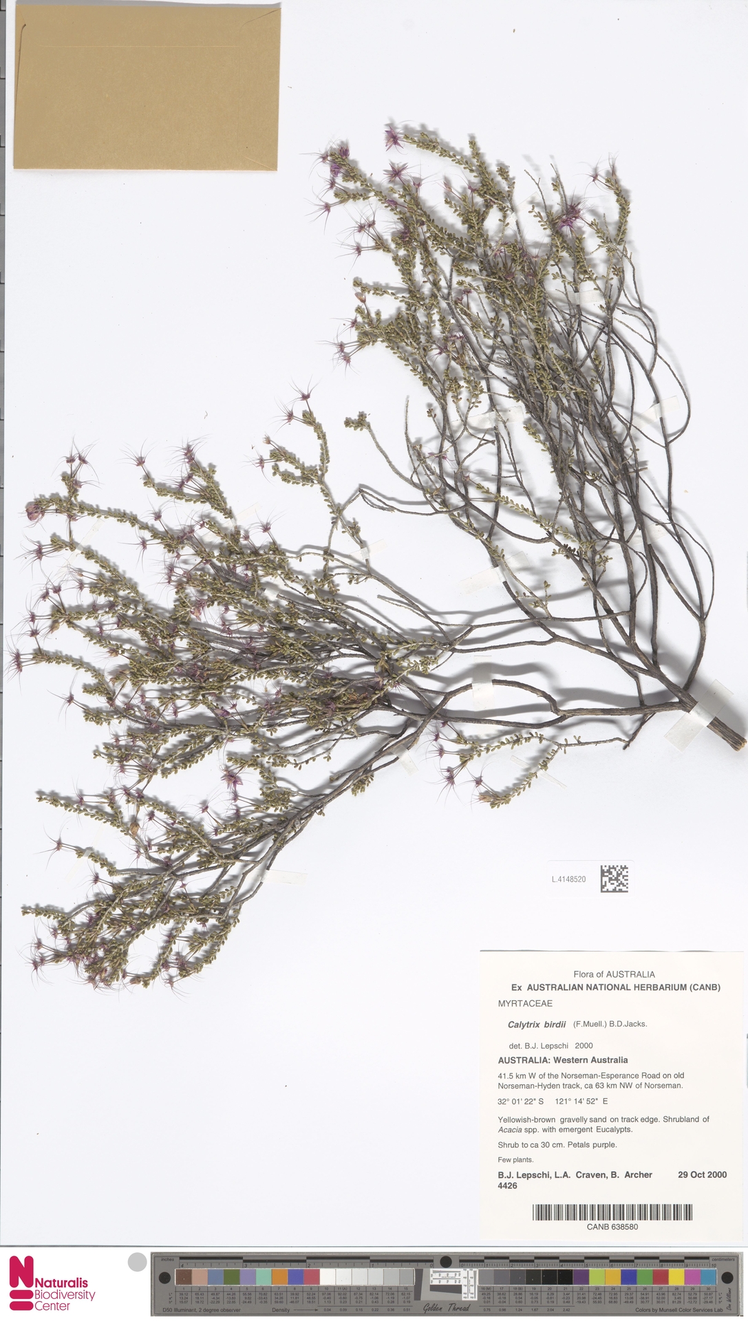 Calytrix birdii