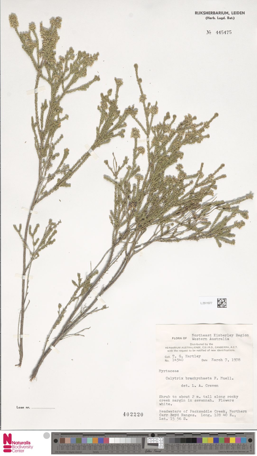 Calytrix brachychaeta