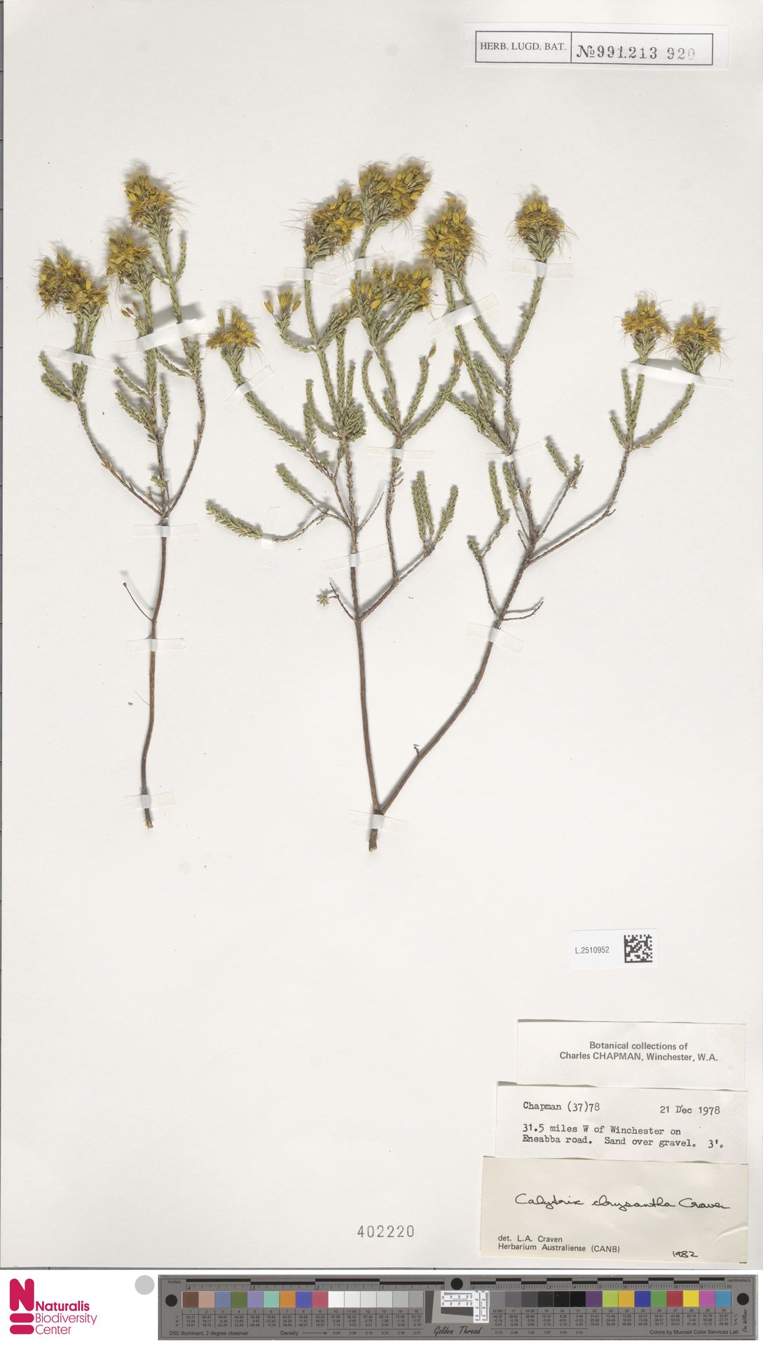 Calytrix chrysantha