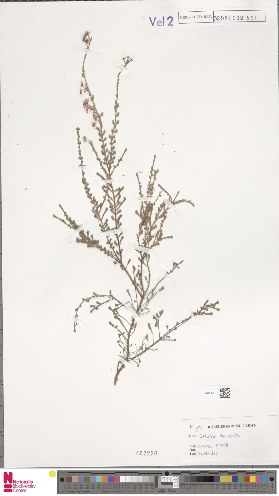 Calytrix decussata