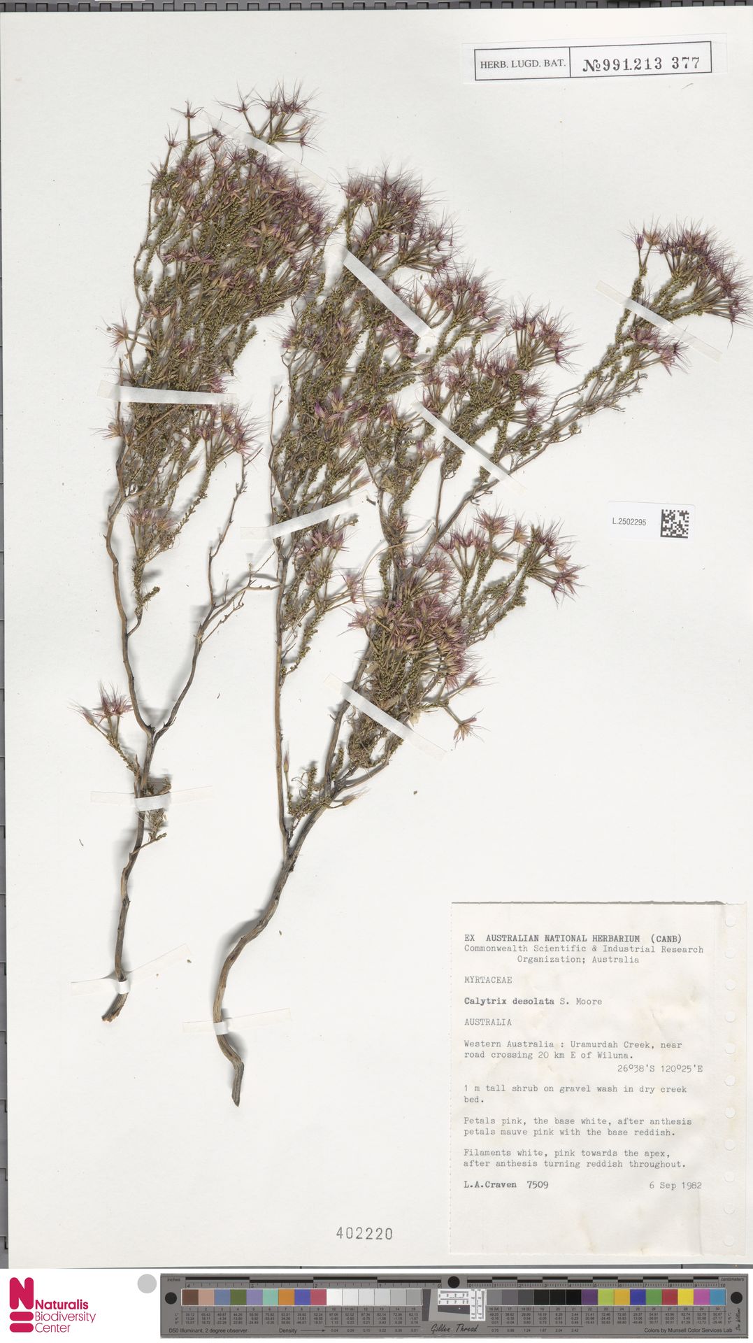 Calytrix desolata