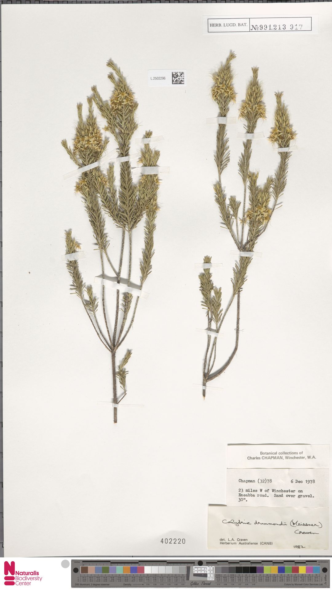 Calytrix drummondii