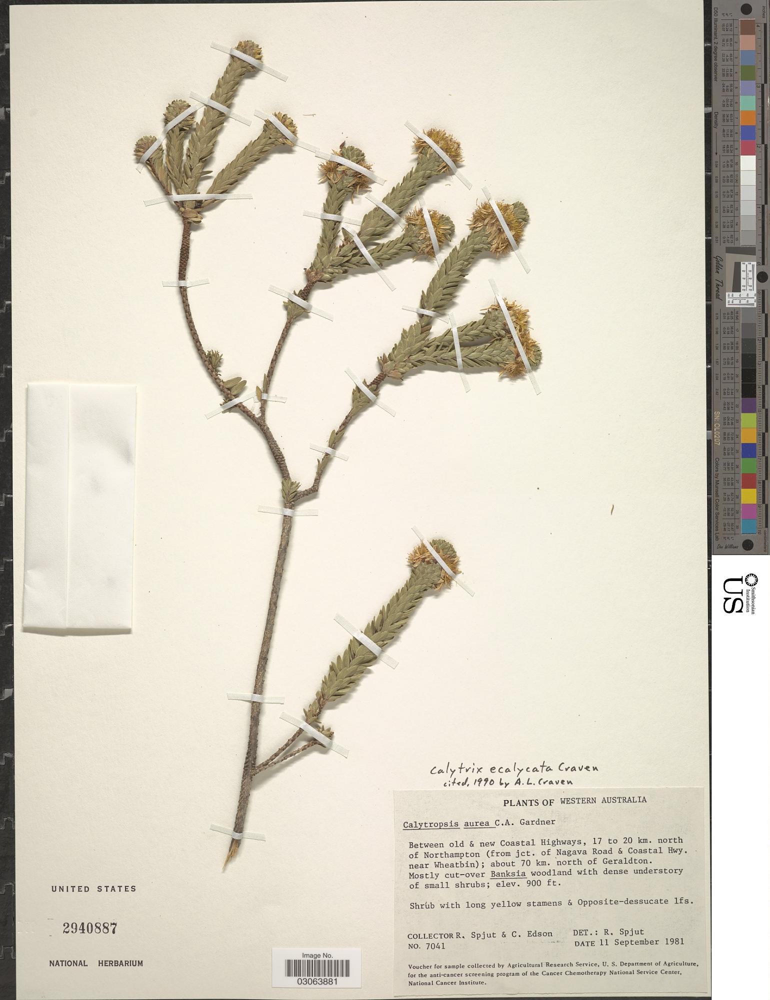 Calytrix ecalycata