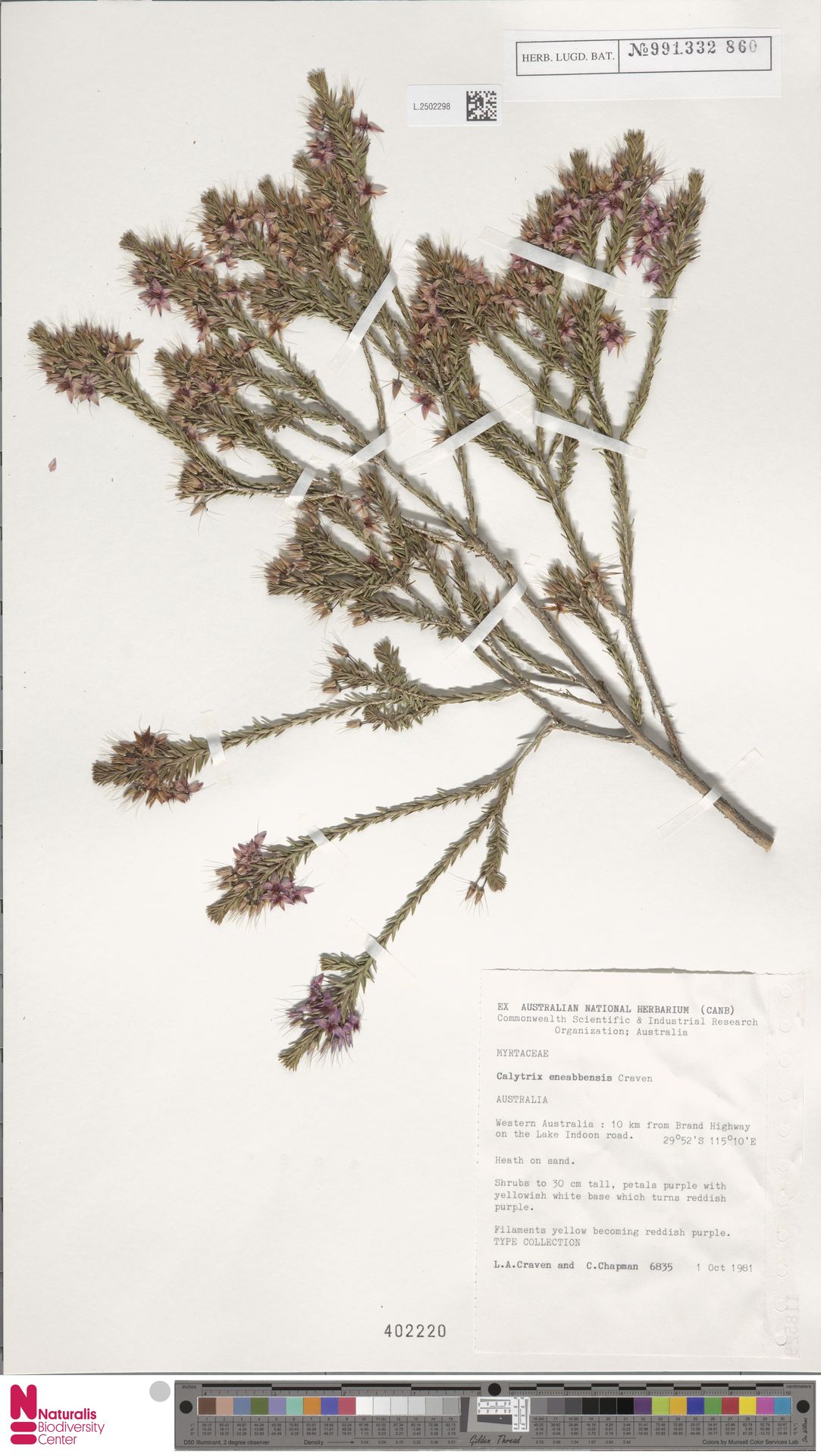 Calytrix eneabbensis