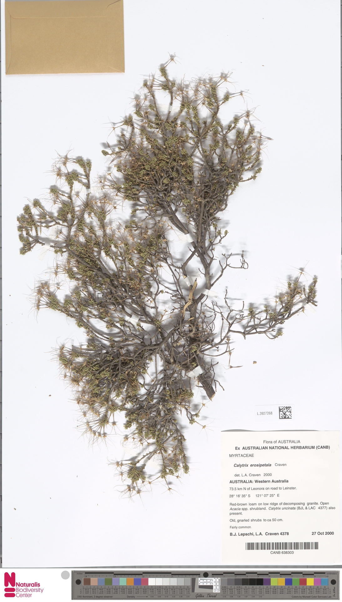 Calytrix erosipetala