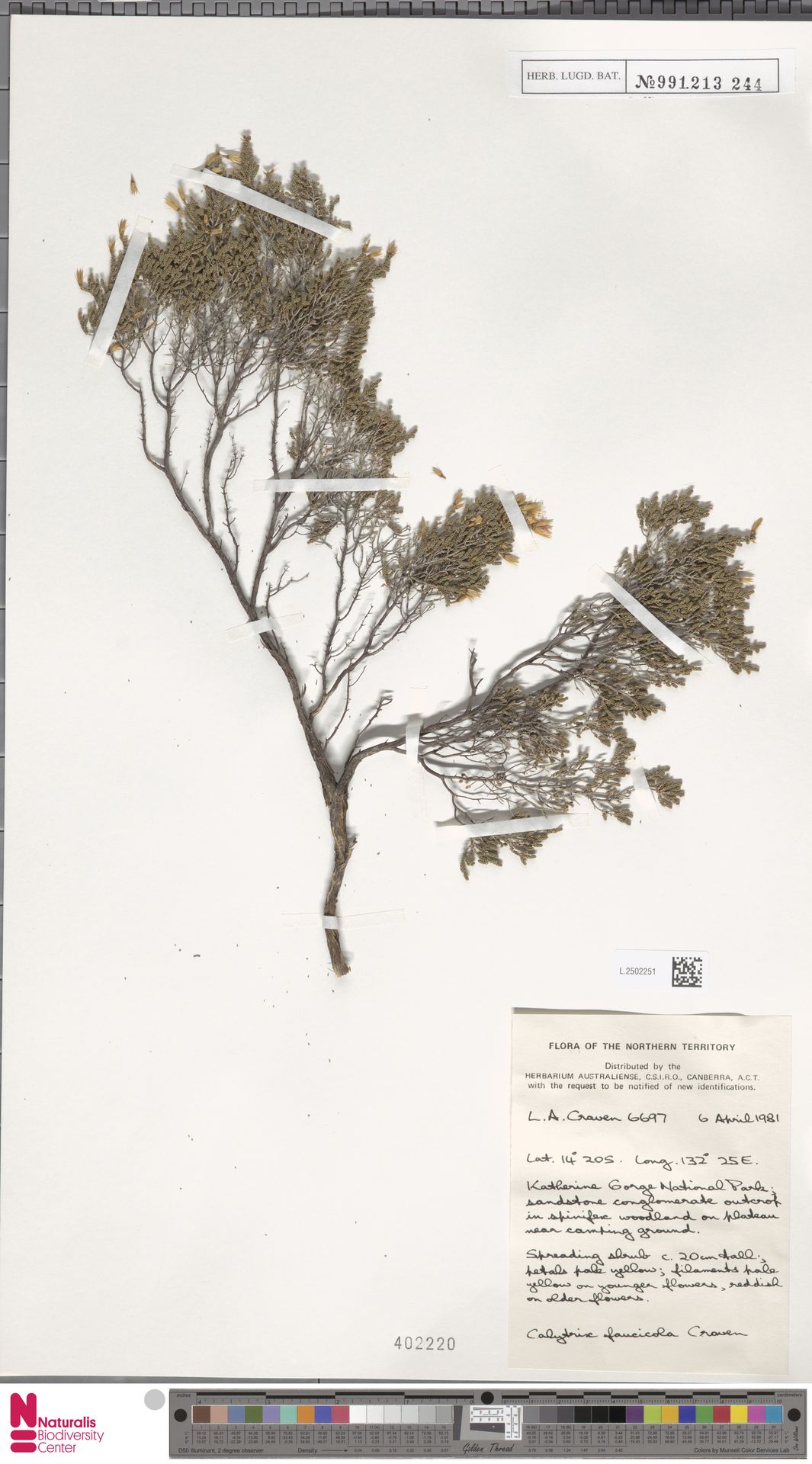 Calytrix faucicola