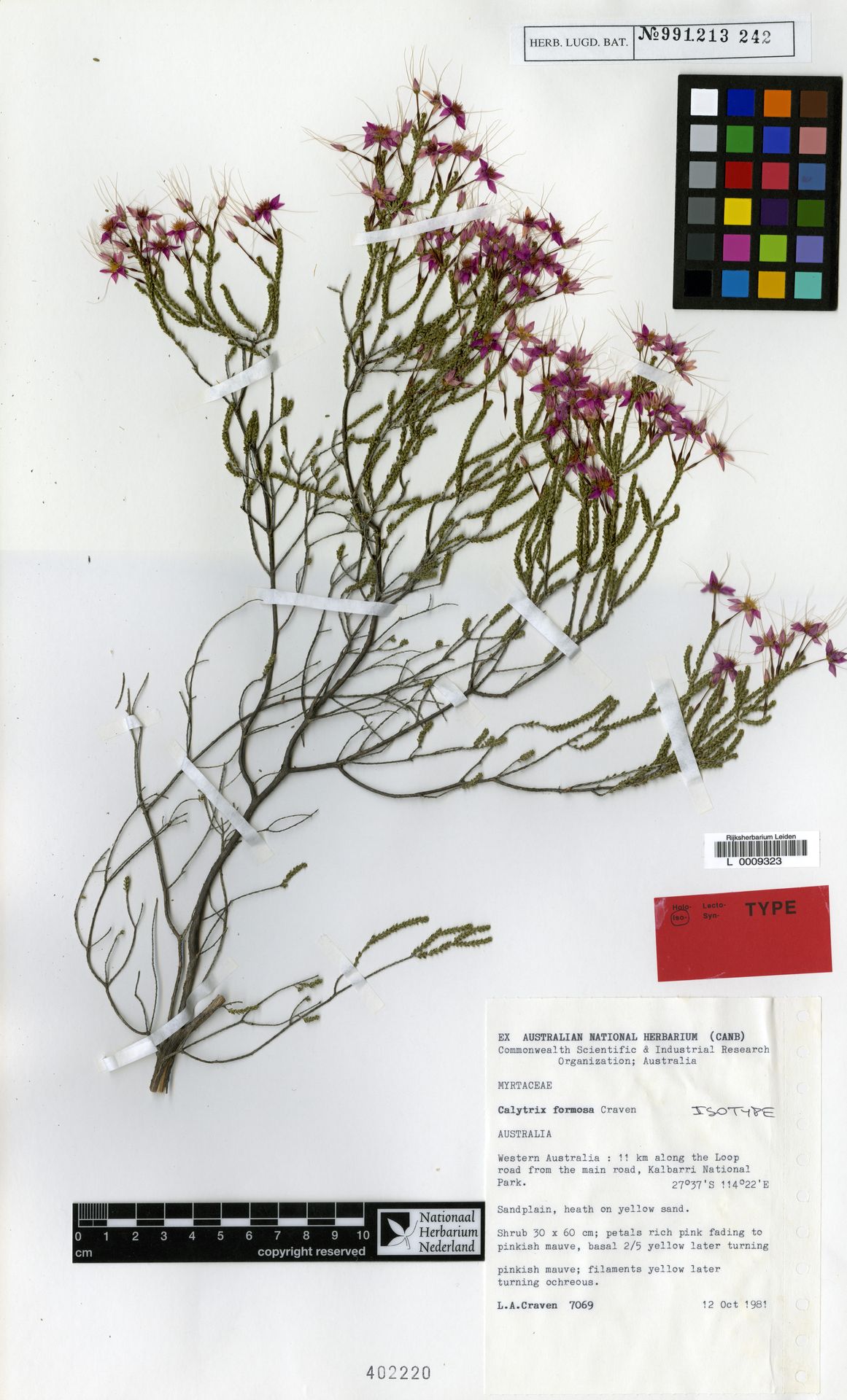 Calytrix formosa