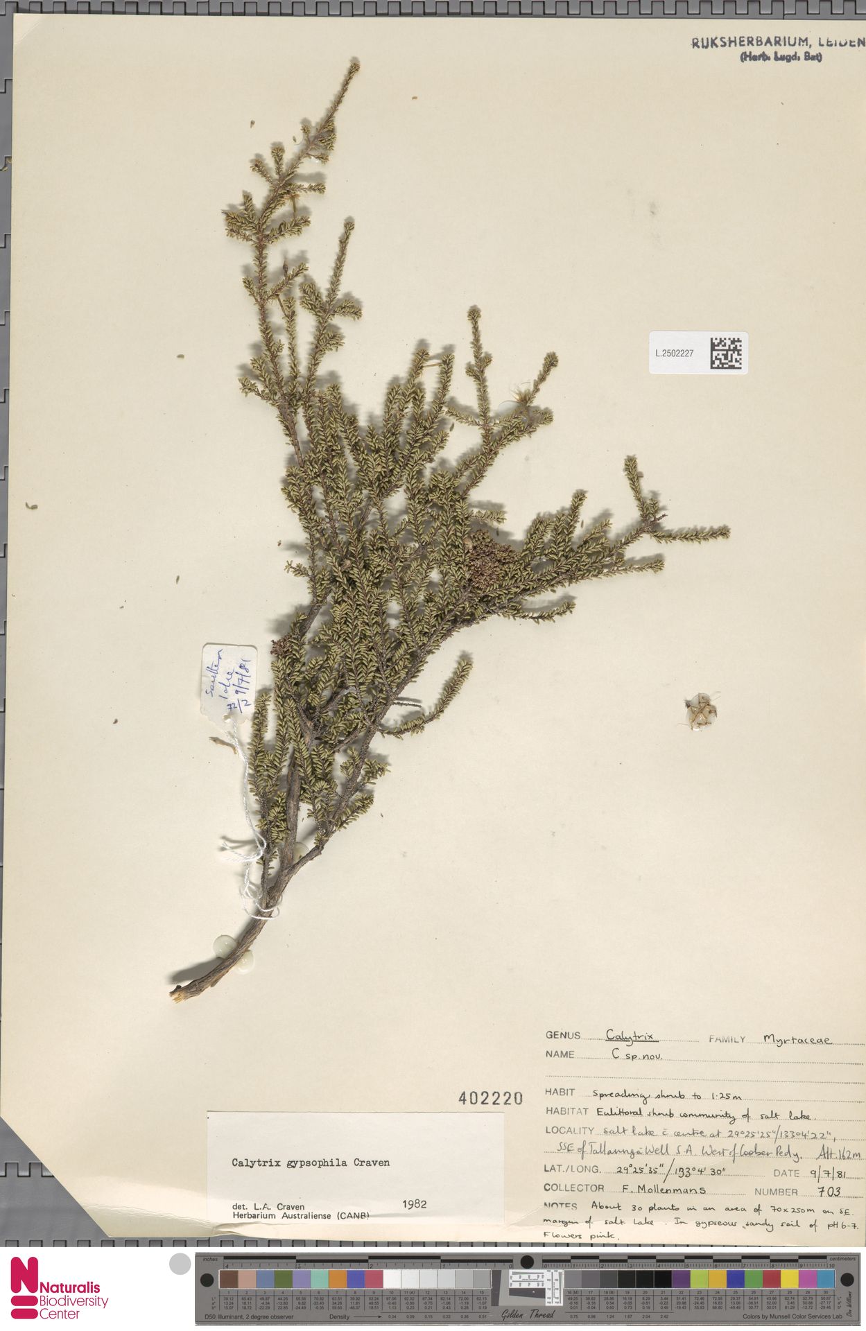 Calytrix gypsophila