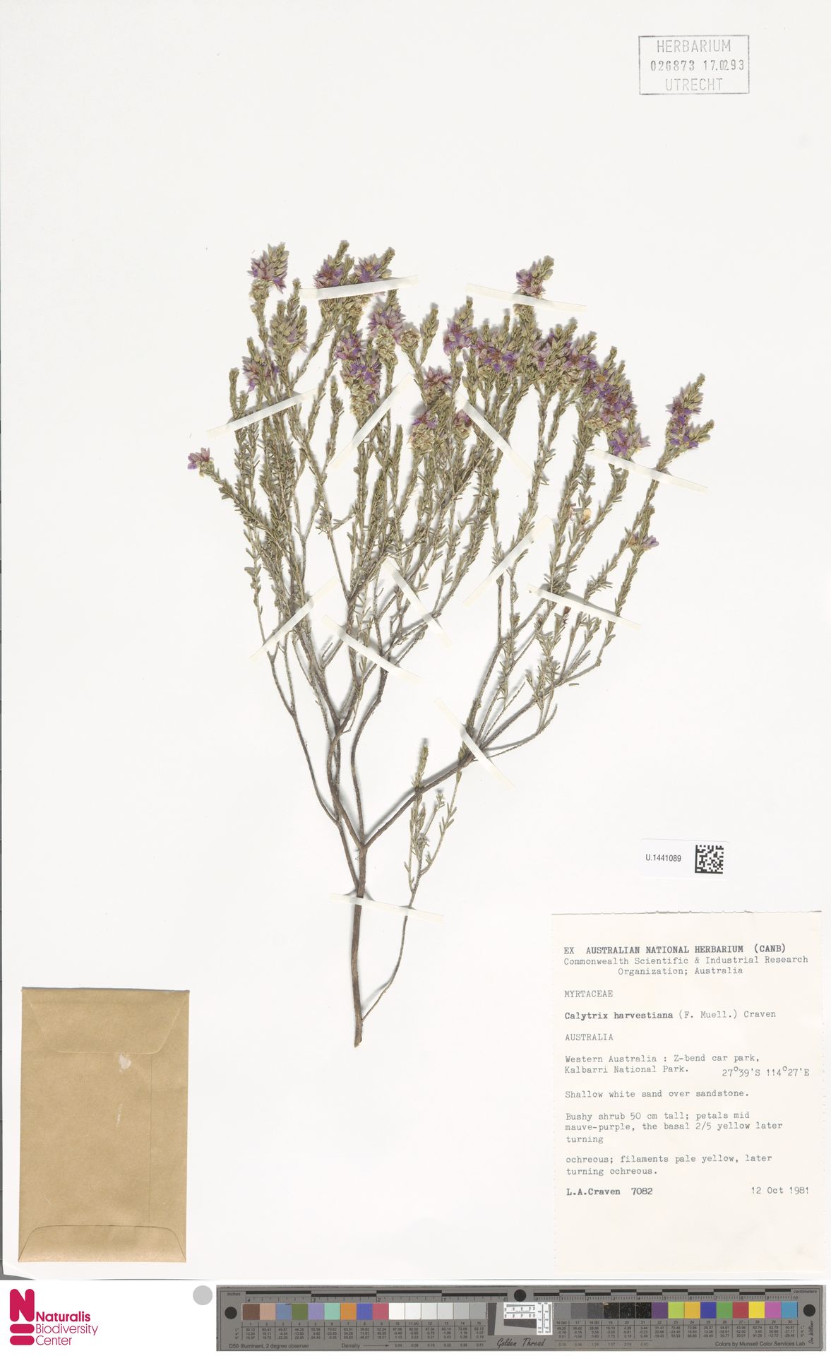 Calytrix harvestiana