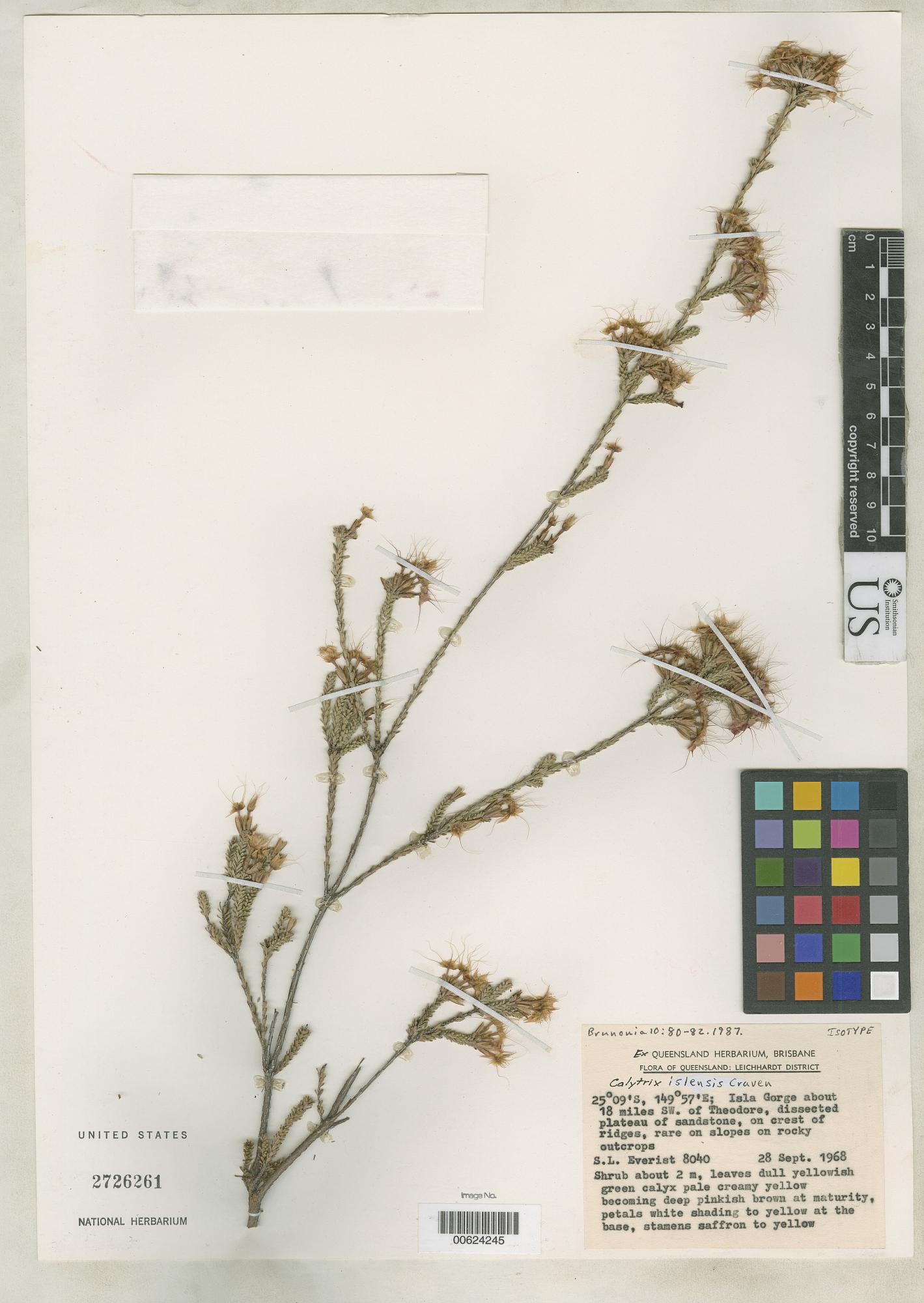Calytrix islensis
