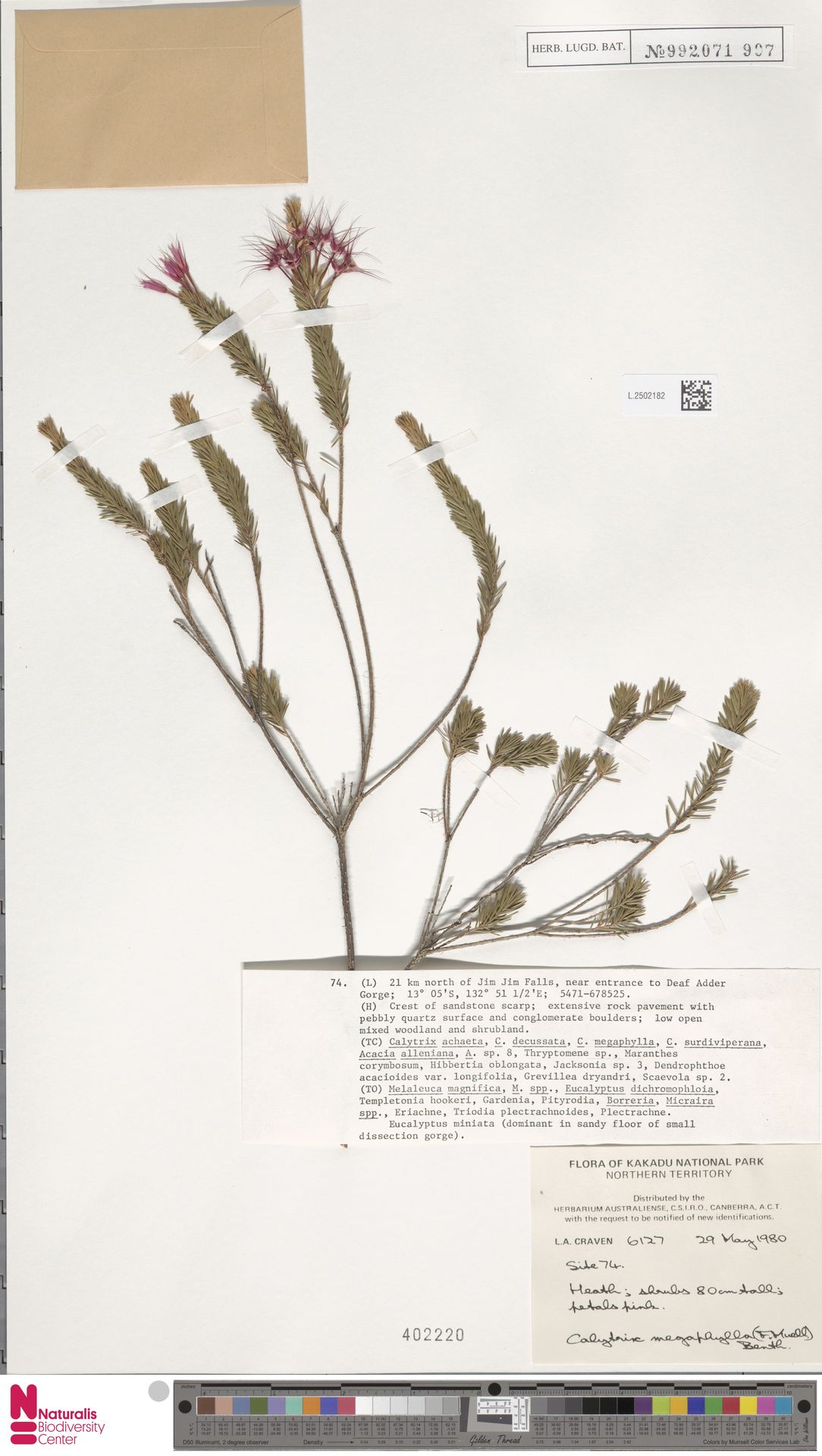 Calytrix megaphylla