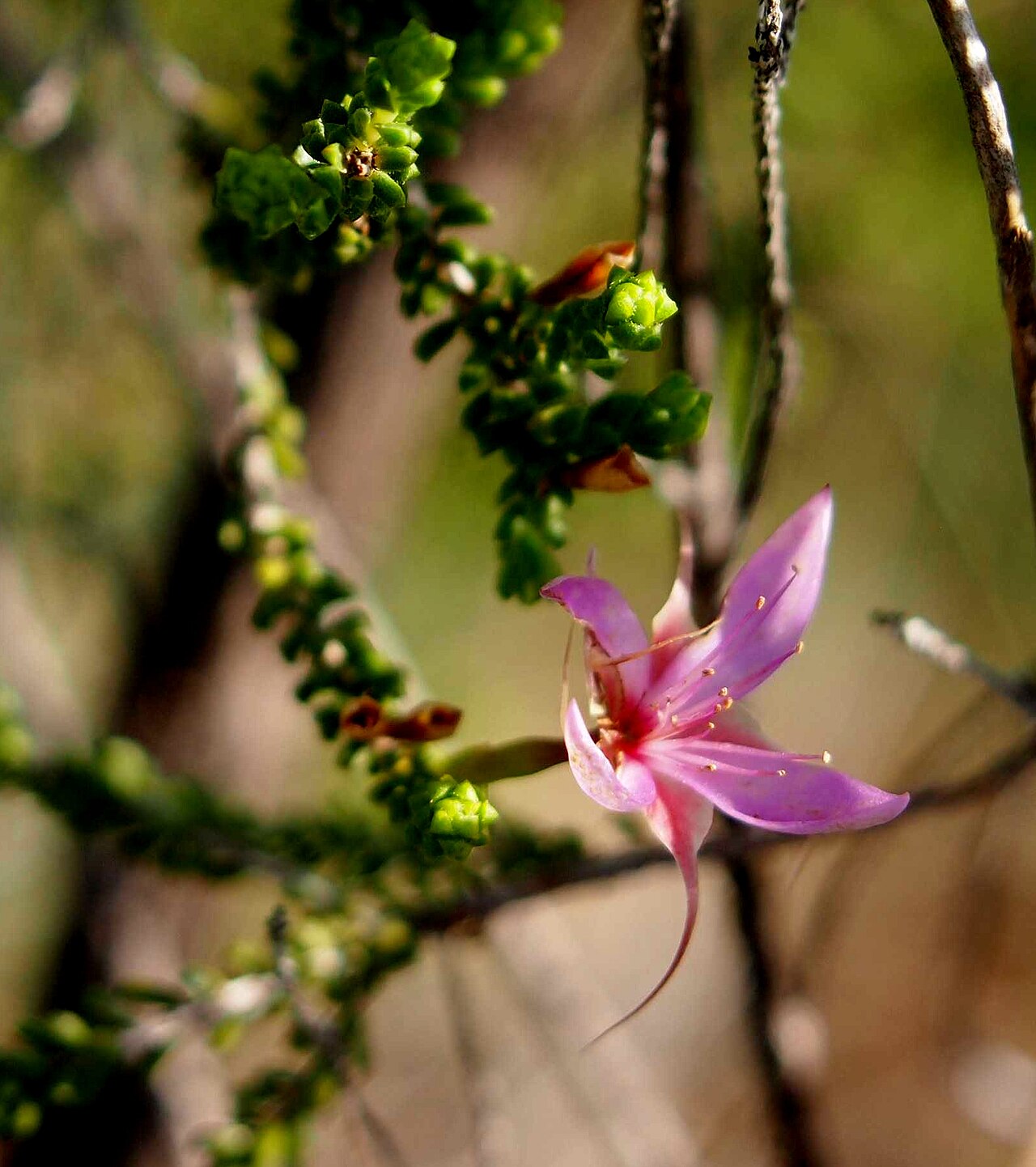 Calytrix microcoma