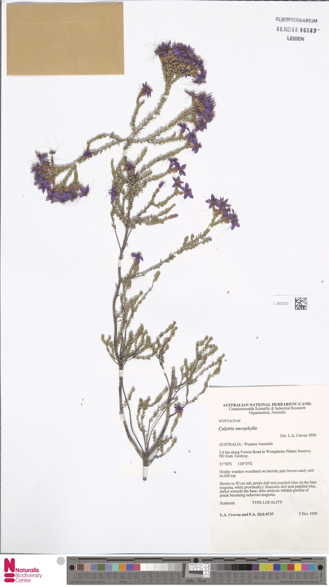 Calytrix oncophylla