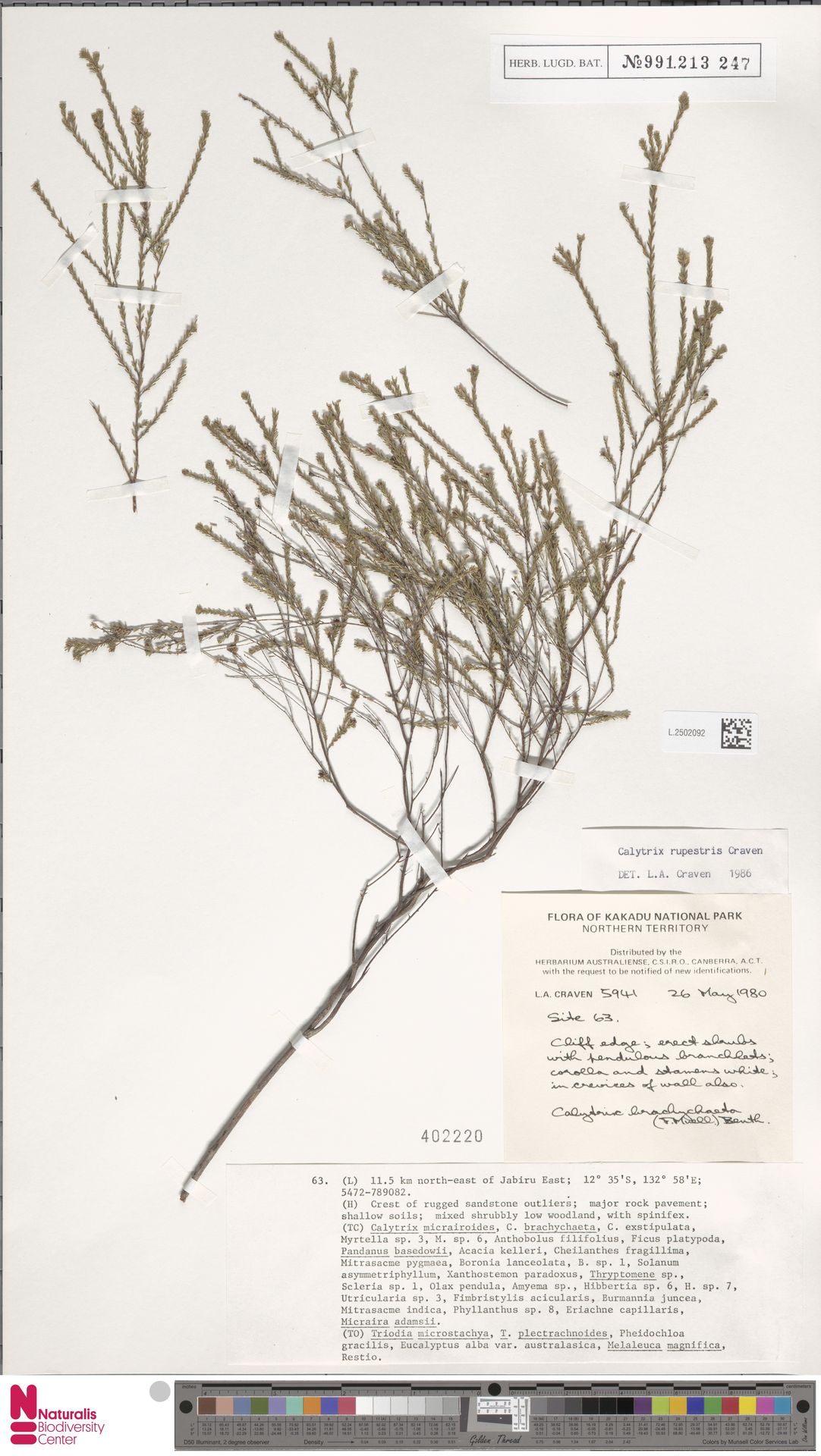 Calytrix rupestris