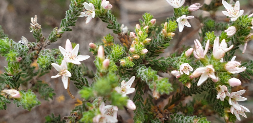 Calytrix smeatoniana