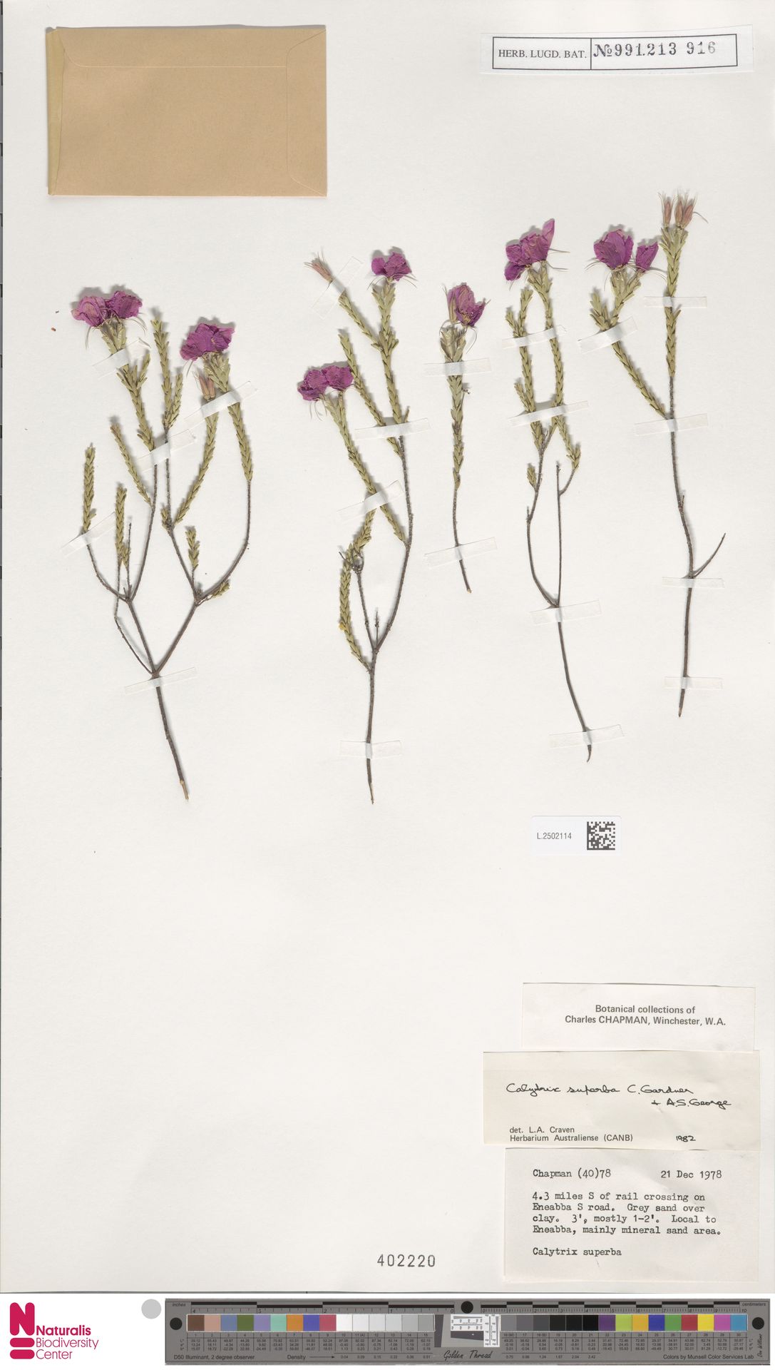 Calytrix superba