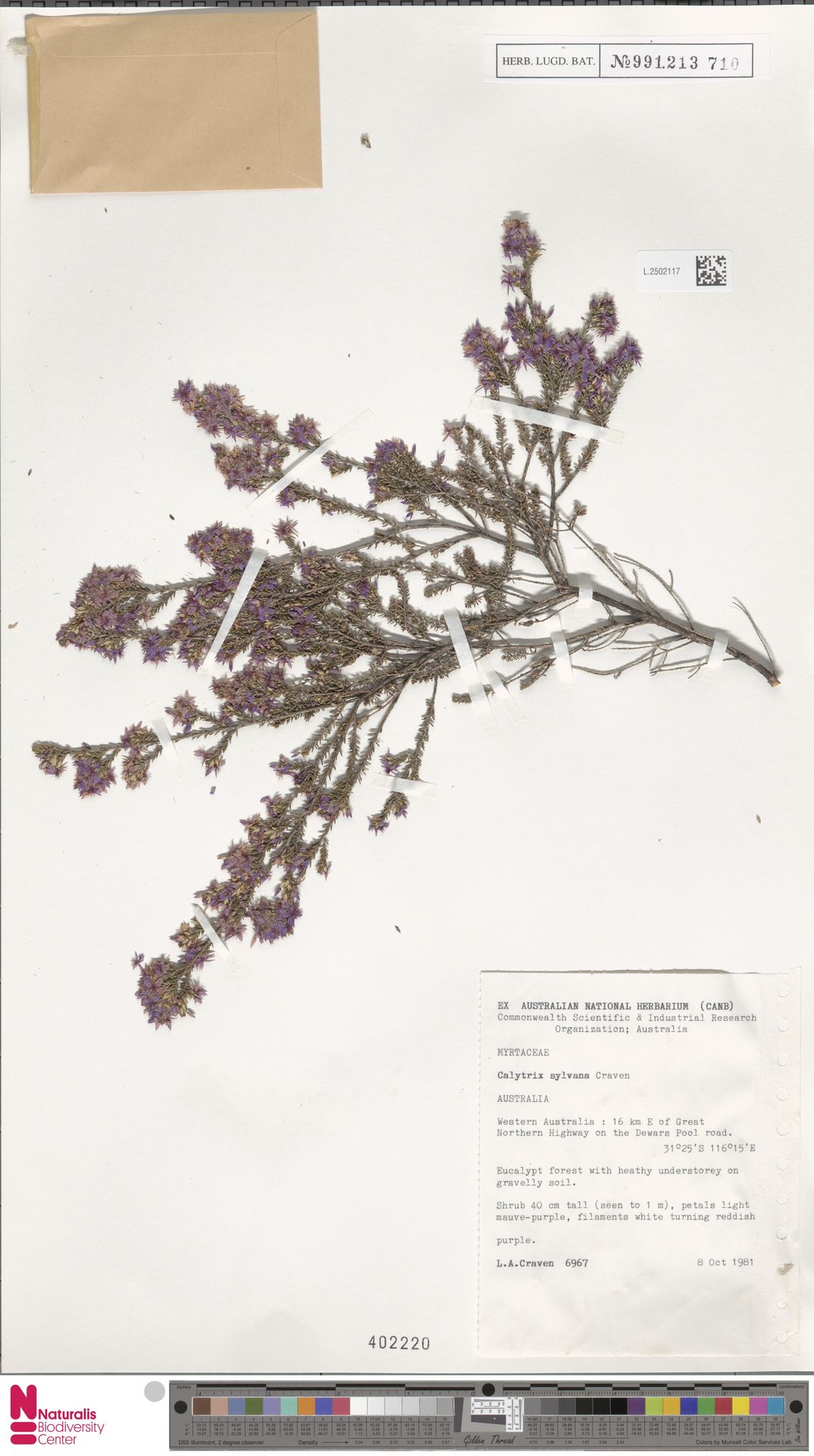 Calytrix sylvana